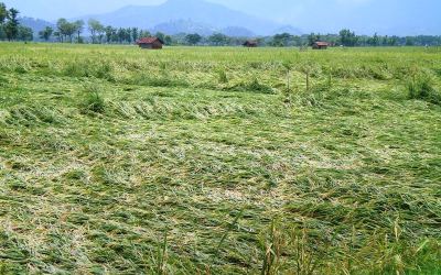 Padi Terancam Gagal Panen, Stok Pangan Bisa Terganggu