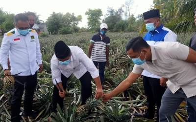 Jelang Kampanye, Alfedri Panen Nenas dengan Petani