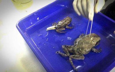 LIPI Temukan Spesies Katak Tanduk dan 3 Kodok Wayang