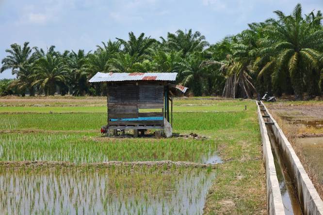 Distan Siak Siapkan Skema Atasi Kekeringan Sawah di Bungaraya