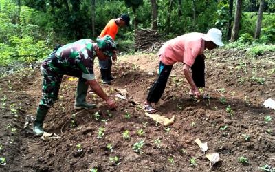Tanam Kedelai, TNI Ponorogo Turun Ke Sawah