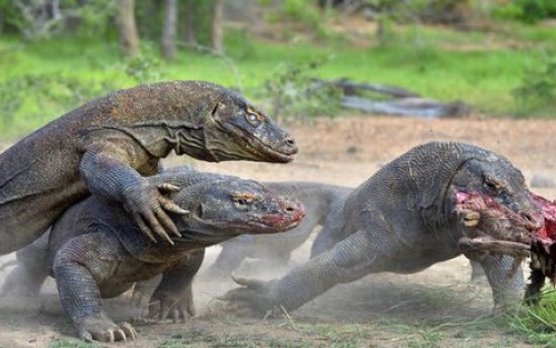 Ini Alasan Komodo Hanya Hidup di Indonesia!