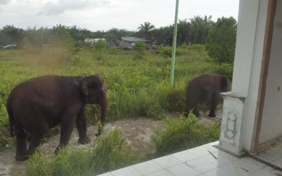 Hutan Balai Raja Menyempit, Gajak Masuk Perkampungan