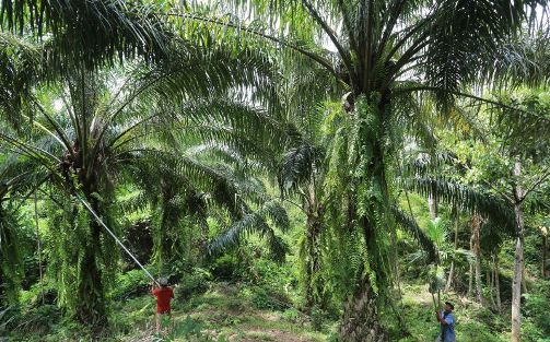 Musim Hujan, Harga Kelapa Sawit di Riau Makin Naik