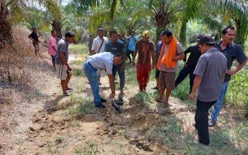 Seorang Petani di Rantau Bertuah Siak Tewas Diinjak Gajah