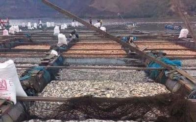 Ini Penyebab 180 Ton Ikan Danau Toba Mati