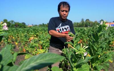 Petani Tembakau Tolak Tegas FCTC