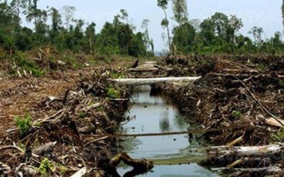 Bupati Rohil Ingatkan Perusahaan Membuat Sekat Kanal dan Embung