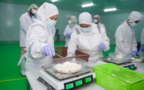 Singkong Beku Asal RI Terbang ke Curacao Sampai Belanda