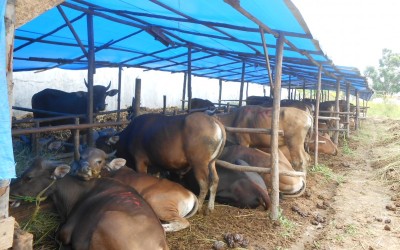 Penjualan Hewan Kurban di Pekanbaru Anjlok