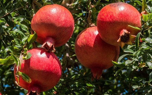 7 Makanan Ini Dapat Melancarkan Aliran Darah