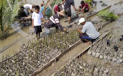 Desa Pambang Pesisir Lakukan Pembibitan Mangrove