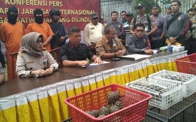 Polda Riau Amankan 4 Bayi Singa Afrika dan Leopard