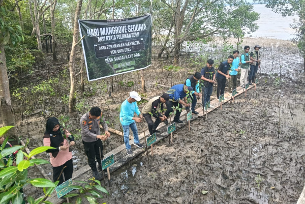 Hari Mangrove se Dunia, BEM Universitas Riau Tanam Mangrove di Sungai Apit