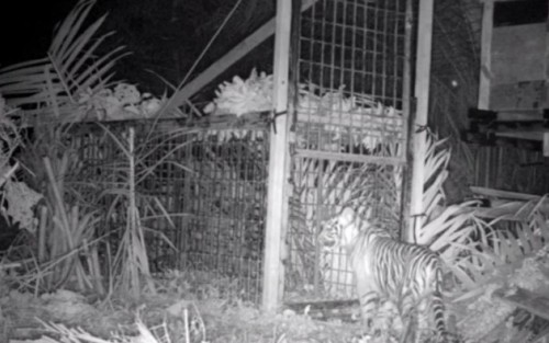 Mangsa Ternak Warga, Anak Harimau Masuk Perangkap BKSDA Riau