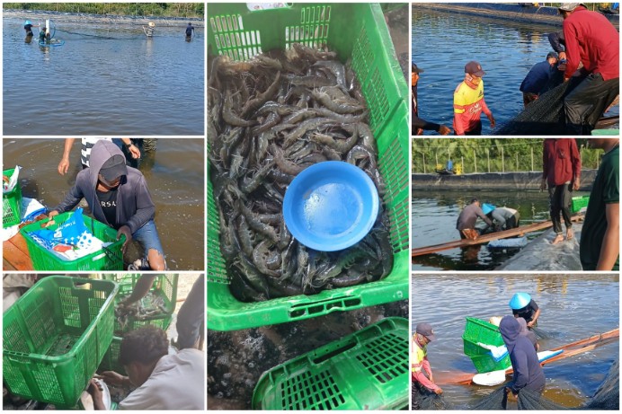 Dinas Perikanan Meranti Apresiasi Keberhasilan Budidaya Udang Vaname