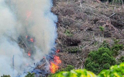 Bos PT BMI Tersangka Pembakaran Lahan di Riau Lengkap