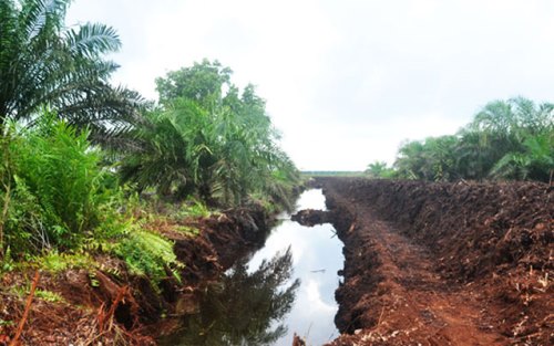 Pengiat Pertanyakan Komitmen Restorasi Gambut di Riau