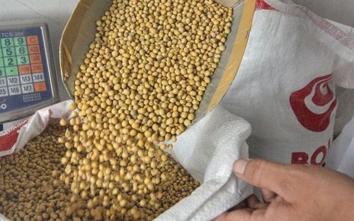 Bulog Beli Kedelai dari 3 Importir, DPR Endus Dugaan Kartel