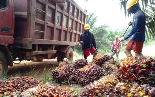 Sawit di Riau Merangkak Naik, Ini Harga 28 September - 4 Oktober
