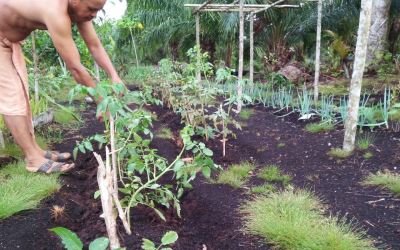 Desa Sungai Anak Kamal Fokus Tanaman Holtikultura