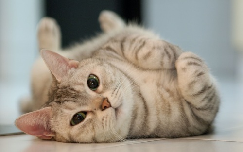 Cat Scratch Disease, Penyakit Manusia yang Ditularkan Kucing