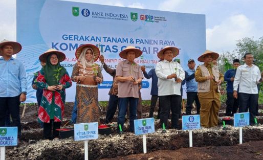 Gerakan Nasional Pengendalian Inflasi Pangan, Gubri Panen Cabe di Bengkalis