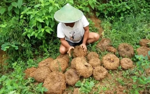 Kenali 5 Manfaat Umbi Porang untuk Bidang Pangan