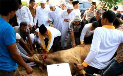 Bupati Rohul Ikut Sembelih Sapi Kurban di MANIC