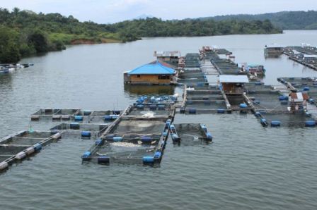 Kampar Produksi Ikan Air Tawar Terbanyak di Riau, Capai 65 Ribu Ton per Tahun