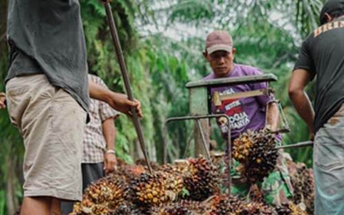 Menjelang Lebaran, Harga TBS Kelapa Sawit Malah Anjlok!