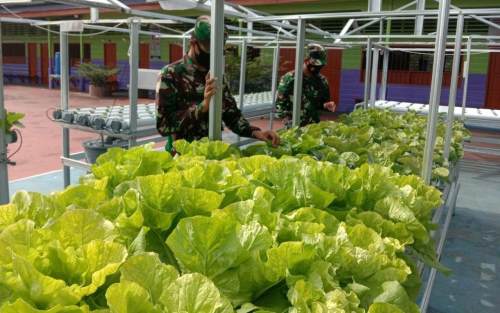 Posramil Panipahan Kembangkan Sayur Hidroponik