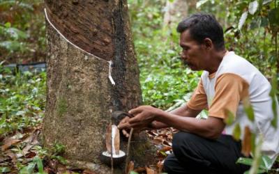 Petani Karet Menjerit Bertahun-tahun Harga Karet Anjlok