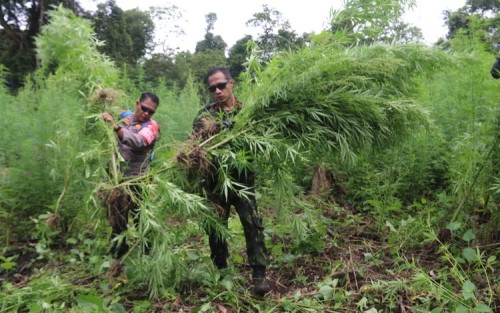 BNN Musnahkan 8 Hektare Ladang Ganja di Aceh  