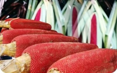 Manfaat Luar Biasa Sari Buah Merah Bagi Kesehatan