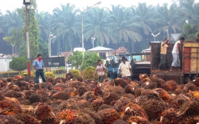 PT MAS Tapung Hulu Diduga Bermain Mata dengan F.SPPP Kampar