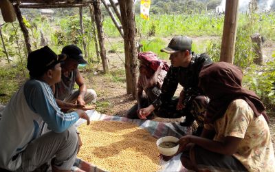 Kasihan Petani, Bibit Kedelai Bantuan Tidak Tumbuh