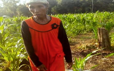 Petani Kedelai Rohul Kecewa Bibit Bantuan Tak Tumbuh