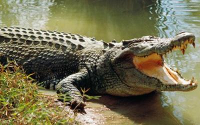 Mencuci di Sungai, Kaki Eli Digigit Buaya