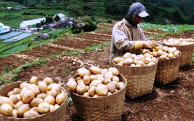 Akibat Kemarau Muncul Fenomena Embun Es, Petani Dieng Gagal Panen