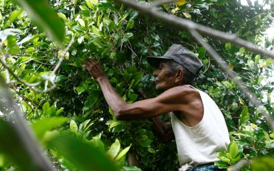 Petani Cengkeh Indonesia Ikut Tolak FCTC