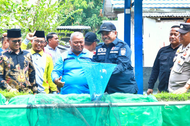 Bupati Alfedri Panen Perdana Ikan Lele dan Sawit Replanting