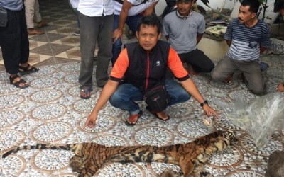 Polda Riau Tangkap Pedagang Organ Harimau Sumatera