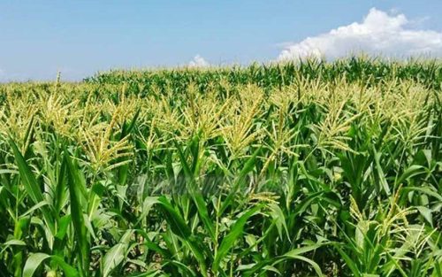 Perintah Jokowi, Mentan Tanam Jagung di Papua, NTT, Maluku