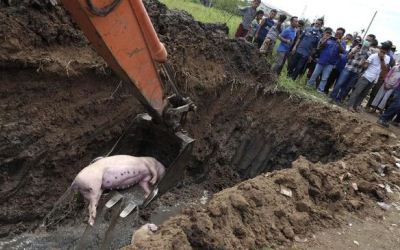 47 Ribu Babi Mati Akibat Virus, Sumut Minta Bantu Pusat