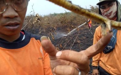 Ada Ular 'Berkaki' Ditemukan Saat Karhuta di Riau