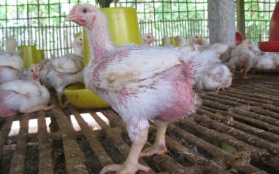 Pasca Lebaran Harga Ayam Potong di Pekanbaru Meroket