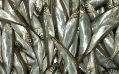 Manfaat Ikan Capelin Bagi Kesehatan