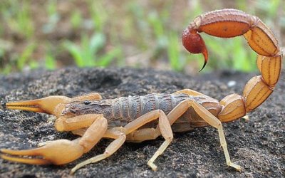 Jokowi Ungkap Racun Kalajengking Termahal Didunia