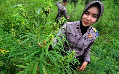 Heboh, Studi Sebut Ganja Bisa Jadi Obat COVID-19